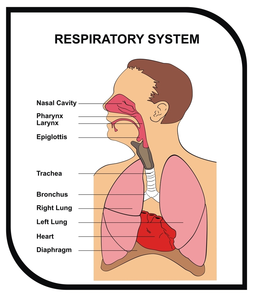 The Upper Respiratory Tract and Mandibular Advancing Devices | Dr. F ...